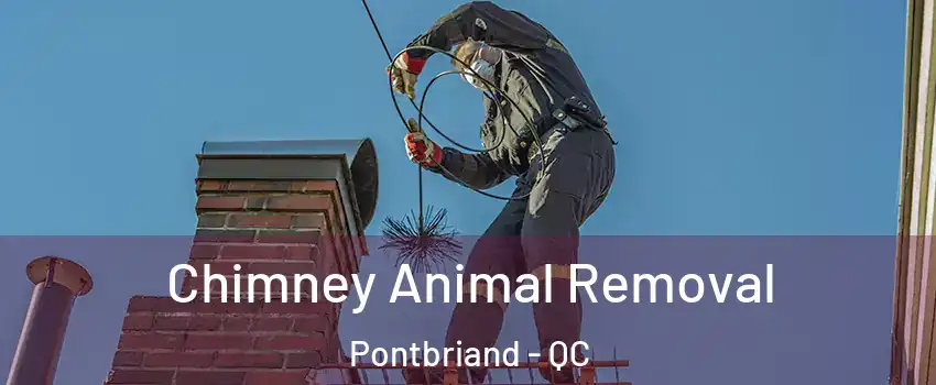 Chimney Animal Removal Pontbriand - QC