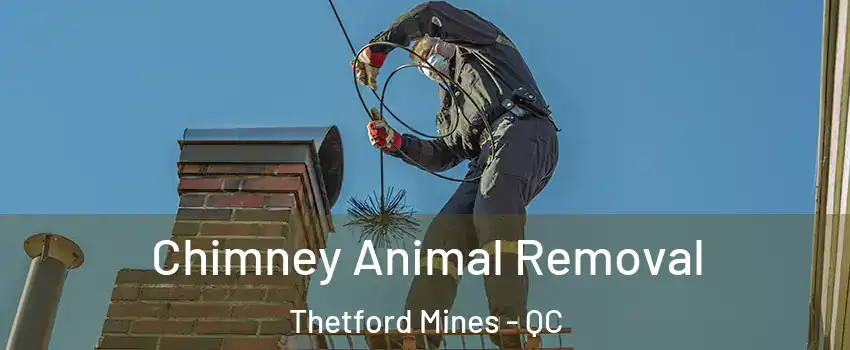 Chimney Animal Removal Thetford Mines - QC